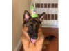 Meet Veer! He has been chosen as Hillsborough Patch's Pet Of The Week. 