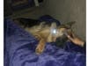 Meet Veer! He has been chosen as Hillsborough Patch's Pet Of The Week. 