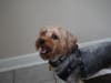 Meet Benny! He has been chosen as Scotch Plains-Fanwood Patch's Pet Of The Week. 