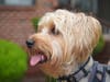 Meet Benny! He has been chosen as Scotch Plains-Fanwood Patch's Pet Of The Week. 