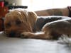 Meet Benny! He has been chosen as Scotch Plains-Fanwood Patch's Pet Of The Week. 