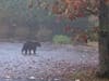 A black bear was spotted early Wednesday morning roaming through Bridgewater.