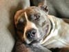 Meet Tex! He has been chosen as Scotch Plains-Fanwood Patch's Pet Of The Week. 