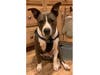 Meet Tex! He has been chosen as Scotch Plains-Fanwood Patch's Pet Of The Week. 
