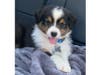 Meet Maverick! He has been chosen as Warren Patch's Pet Of The Week. 