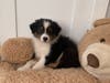 Meet Maverick! He has been chosen as Warren Patch's Pet Of The Week. 