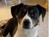 Meet Tasha! She has been chosen as Bridgewater Patch's Pet Of The Week. 