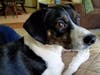 Meet Tasha! She has been chosen as Bridgewater Patch's Pet Of The Week. 