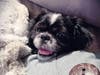 Meet Miley! She has been chosen as Hillsborough Patch's Pet Of The Week. 