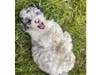 Meet Kobe! He has been chosen as Scotch Plains-Fanwood Patch's Pet Of The Week. 