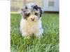 Meet Kobe! He has been chosen as Scotch Plains-Fanwood Patch's Pet Of The Week. 