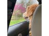 Meet Henry! He has been chosen as Bridgewater Patch's Pet Of The Week. 