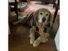 Meet Henry! He has been chosen as Bridgewater Patch's Pet Of The Week. 