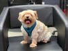 Meet Abbey! She has been chosen as Hillsborough Patch's Pet Of The Week. 