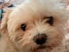 Meet Abbey! She has been chosen as Hillsborough Patch's Pet Of The Week. 