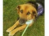 Meet Sadie! She has been chosen as Scotch Plains-Fanwood Patch's Pet Of The Week. 