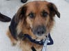 Meet Sadie! She has been chosen as Scotch Plains-Fanwood Patch's Pet Of The Week. 