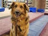 Meet Sadie! She has been chosen as Scotch Plains-Fanwood Patch's Pet Of The Week. 