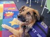 Meet Sadie! She has been chosen as Scotch Plains-Fanwood Patch's Pet Of The Week. 