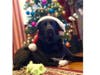 Meet Oreo! He has been chosen as Bridgewater Patch's Pet Of The Week. 