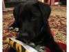 Meet Oreo! He has been chosen as Bridgewater Patch's Pet Of The Week. 