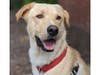 Meet Sammy! He has been chosen as Hillsborough Patch's Pet Of The Week. 