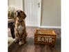 Meet Kane! He has been chosen as Bridgewater Patch's Pet Of The Week. 