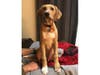 Meet Kane! He has been chosen as Bridgewater Patch's Pet Of The Week. 
