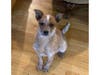 Meet Hope! She has been chosen as Clark-Garwood Patch's Pet Of The Week. 