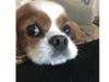Meet Cooper! He has been chosen as Hillsborough Patch's Pet Of The Week. 