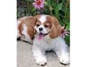 Meet Cooper! He has been chosen as Hillsborough Patch's Pet Of The Week. 