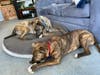 Meet Ricky and Millie! They have been chosen as Bridgewater Patch's Pets Of The Week. 
