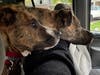 Meet Ricky and Millie! They have been chosen as Bridgewater Patch's Pets Of The Week. 