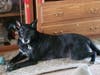 Meet Batman! He has been chosen as Clark-Garwood Patch's Pet Of The Week. 