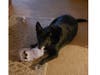 Meet Batman! He has been chosen as Clark-Garwood Patch's Pet Of The Week. 
