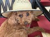 Meet Leo! He has been chosen as Hillsborough Patch's Pet Of The Week. 