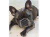 Meet Penelope! She has been chosen as Scotch Plains-Fanwood Patch's Pet Of The Week. 