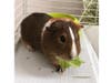 Meet Guinea! He has been chosen as Bridgewater Patch's Pet Of The Week. 