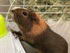 Meet Guinea! He has been chosen as Bridgewater Patch's Pet Of The Week. 