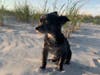 Meet Mia Fazio! She has been chosen as Warren Patch's Pet Of The Week. 