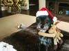 Meet Mia Fazio! She has been chosen as Warren Patch's Pet Of The Week. 