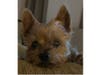 Meet Lexi! She has been chosen as Hillsborough Patch's Pet Of The Week. 