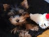 Meet Ozzy! He has been chosen as Clark-Garwood Patch's Pet Of The Week. 