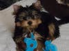 Meet Ozzy! He has been chosen as Clark-Garwood Patch's Pet Of The Week. 