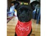 Meet Townes! He has been chosen as Warren Patch's Pet Of The Week. 
