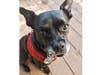 Meet Townes! He has been chosen as Warren Patch's Pet Of The Week. 
