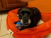 Meet Townes! He has been chosen as Warren Patch's Pet Of The Week. 