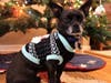 Meet Townes! He has been chosen as Warren Patch's Pet Of The Week. 