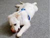 Meet Arrow! He has been chosen as Bridgewater Patch's Pet Of The Week. 