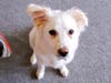 Meet Arrow! He has been chosen as Bridgewater Patch's Pet Of The Week. 